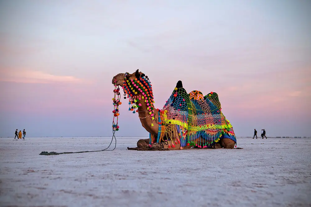 Explore Rann of Kutch Expedition Adventure