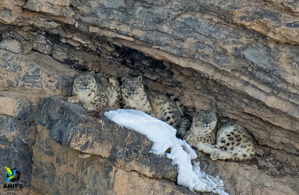 Discover Snow Leopard Kaza